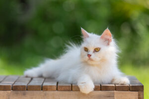 White cat