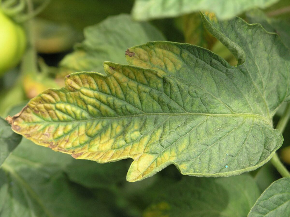 How Does Potassium Enhance Plant Resistance to Disease and Stress?