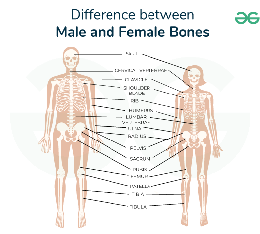 Difference between male and female ribs