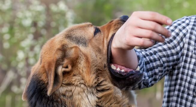 Dog Bite Prevention Training