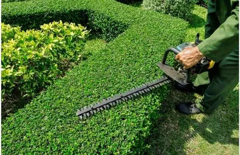 best shrub pruning services