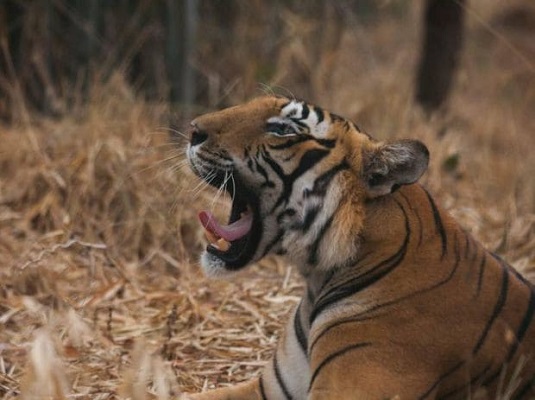 Jhalana Safari Booking