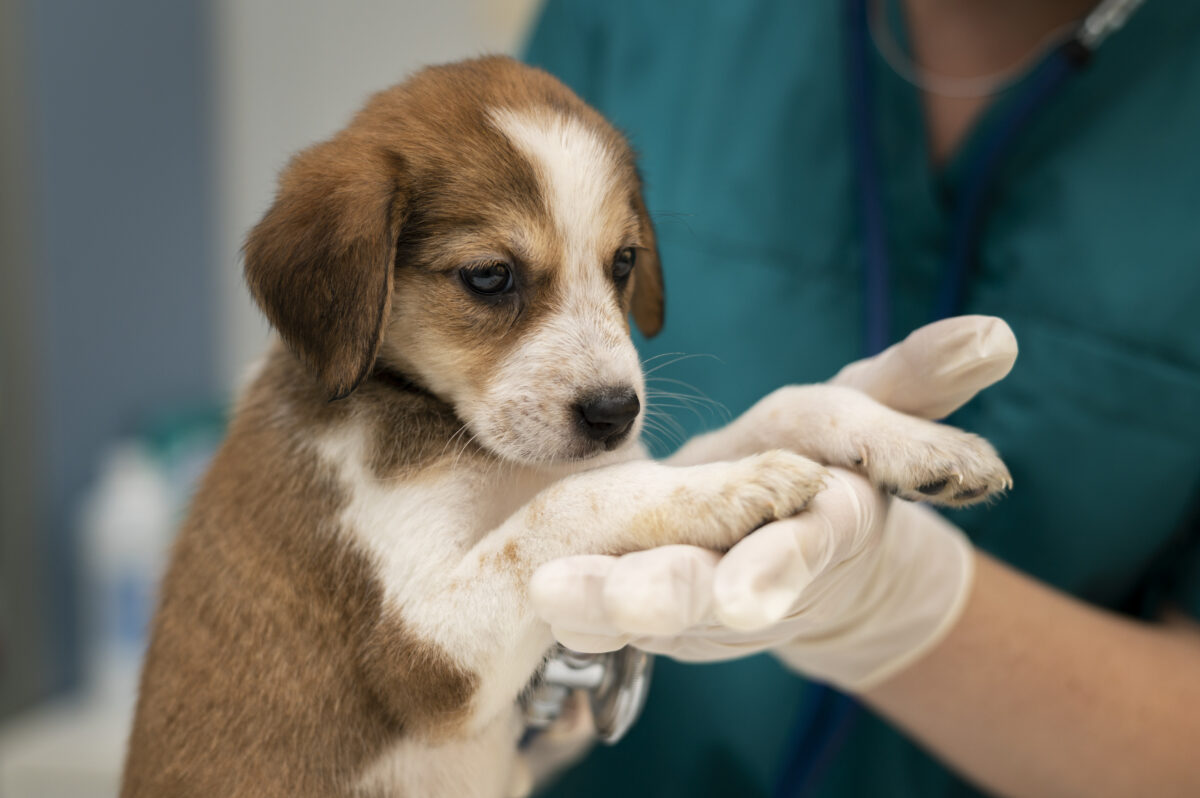 Spaying & Neutering in Mississauga