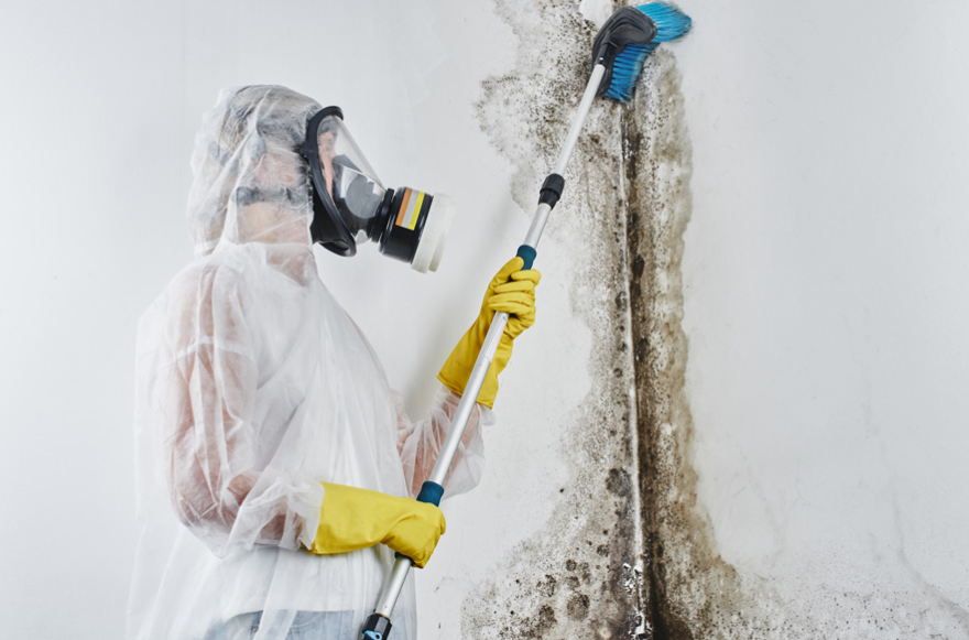 commercial mold remediation Fix Mold