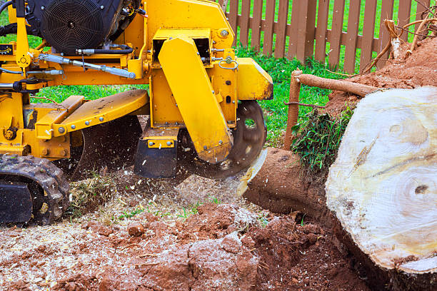 stump grinding Jackson MI