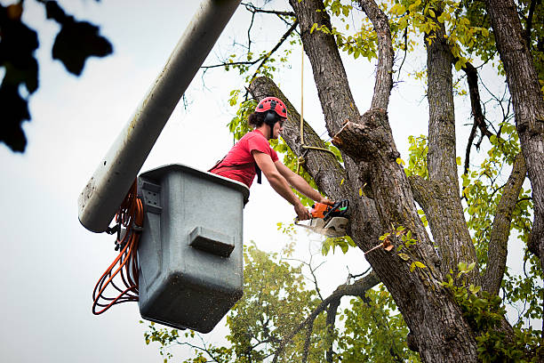 crane tree removal service