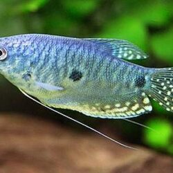 Electric Blue Maingano