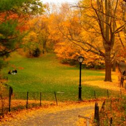 fall in New York