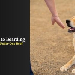 Pet Services by Jebel k9 based in oman