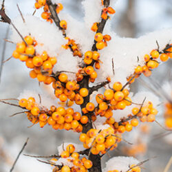 Biosash Sea Buckthorn