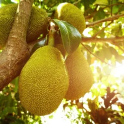 Simple Steps to Jackfruit Success Smart Farming with Low Investment