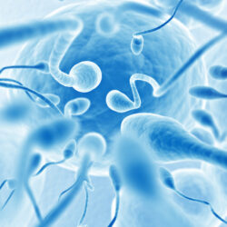 best male fertility test