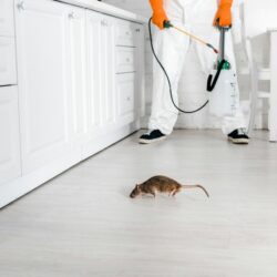 Best Home Pest Control in Jaipur