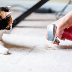 Pet Stain Odor Removal Ashburn