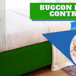 Jaipur Bedbugs Control Services