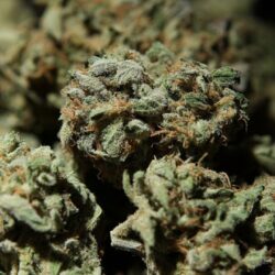 Dispensaries in Chelmsford