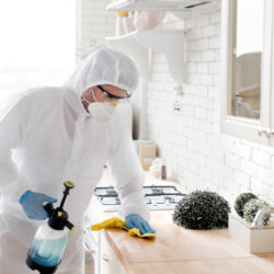 mould removal services