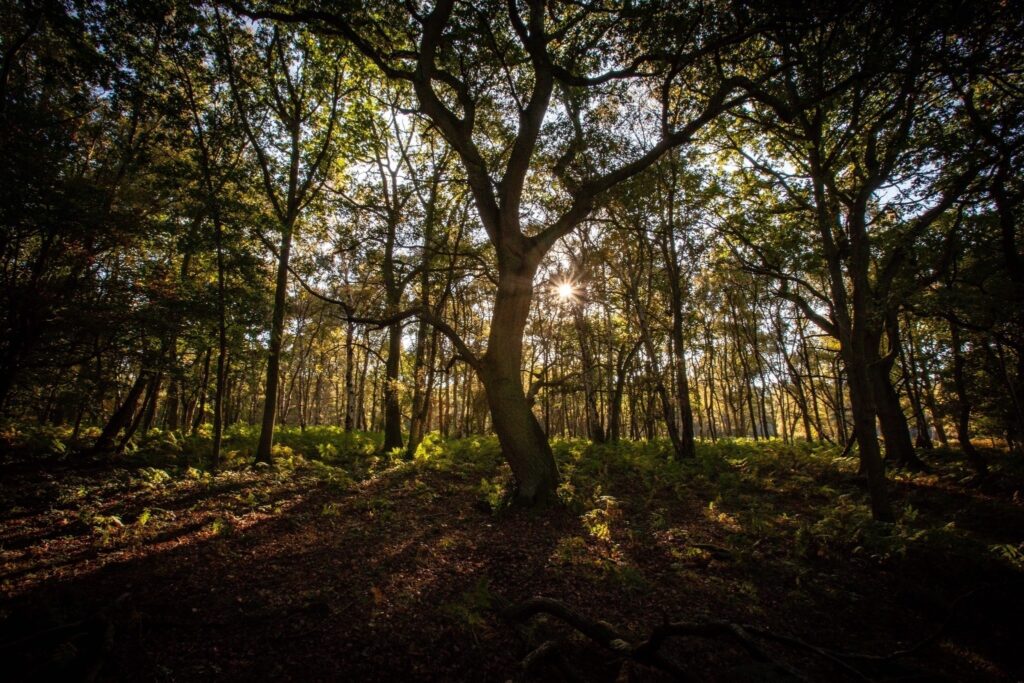 How to Report Abandoned Houses for Free in the UK – Benefits of Reporting Abandoned Houses